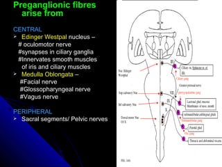 Preganglionic fibresPreganglionic fibres
arise fromarise from
CENTRALCENTRAL
 Edinger WestpalEdinger Westpal nucleus –nucleus –
# oculomotor nerve# oculomotor nerve
#synapses in ciliary ganglia#synapses in ciliary ganglia
#Innervates smooth muscles#Innervates smooth muscles
of iris and ciliary musclesof iris and ciliary muscles
 Medulla OblongataMedulla Oblongata ––
#Facial nerve#Facial nerve
#Glossopharyngeal nerve#Glossopharyngeal nerve
#Vagus nerve#Vagus nerve
PERIPHERALPERIPHERAL
 Sacral segments/ Pelvic nervesSacral segments/ Pelvic nerves
 