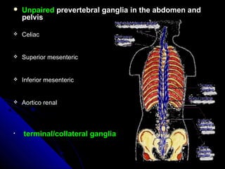  UnpairedUnpaired prevertebral ganglia in the abdomen andprevertebral ganglia in the abdomen and
pelvispelvis
 CeliacCeliac
 Superior mesentericSuperior mesenteric
 Inferior mesentericInferior mesenteric
 Aortico renalAortico renal
• terminal/collateral gangliaterminal/collateral ganglia
 
