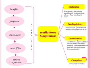 basófilos
epitelio
respiratorio
plaquetas
macrófagos
neutrófilos
mediadores
bioquímicos
Histamina
Bradiquininas
Leucotrienes
Citoquinas
vasodilatación, permeabilidad
vascular, edema de la pared
bronquial , secreción de moco y
daño de la mucosa bronquial,
broncoconstricción.
vasodilatación, permeabilidad
capilar y dolor, producción de tos
broncoconstricción rápida y
vasodilatación con formación de
edema y secreción local de
moco
activación de eosinófilos
P
r
o
d
u
c
c
i
ó
n
 