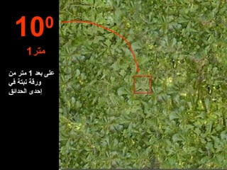 على بعد  1  متر من ورقة نبت ة  في  إ حدى الحدائق 10 0 متر 1 