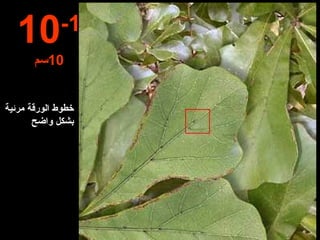 10 -1 10 سم خطوط الورقة مرئية بشكل واضح 