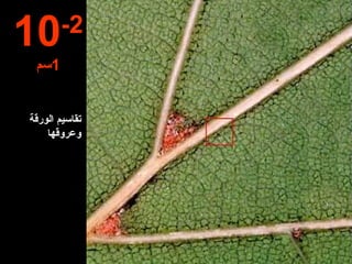 10 -2 1 سم تقاسيم الورقة وعروقها 