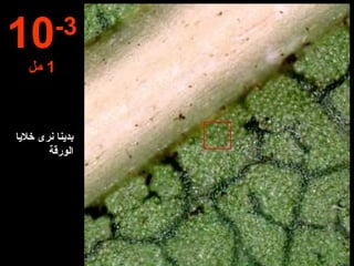 بدينا ن رى  خلايا الورقة 10 -3 1  مل 