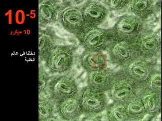 دخلنا في عالم الخلية 10 -5 10   ميكرو 