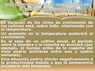 La duración de los ciclos de crecimiento de
los cultivos está, sobre todo, relacionada con
la temperatura.
Un aumento en la temperatura acelerará el
crecimiento.
En el caso de un cultivo anual, el período
entre la siembra y la cosecha se acortará (por
ejemplo, el tiempo antes de la cosecha del
maíz podría acortarse entre una y cuatro
semanas).
Esta situación podría afectar negativamente a
la productividad debido a que la senescencia
sucedería más temprano.
 