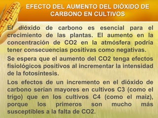 EFECTO DEL AUMENTO DEL DIÓXIDO DE
CARBONO EN CULTIVOS
El dióxido de carbono es esencial para el
crecimiento de las plantas. El aumento en la
concentración de CO2 en la atmósfera podría
tener consecuencias positivas como negativas.
Se espera que el aumento del CO2 tenga efectos
fisiológicos positivos al incrementar la intensidad
de la fotosíntesis.
Los efectos de un incremento en el dióxido de
carbono serían mayores en cultivos C3 (como el
trigo) que en los cultivos C4 (como el maíz),
porque los primeros son mucho más
susceptibles a la falta de CO2.
 