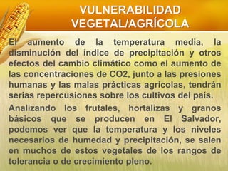 VULNERABILIDAD
VEGETAL/AGRÍCOLA
El aumento de la temperatura media, la
disminución del índice de precipitación y otros
efectos del cambio climático como el aumento de
las concentraciones de CO2, junto a las presiones
humanas y las malas prácticas agrícolas, tendrán
serias repercusiones sobre los cultivos del país.
Analizando los frutales, hortalizas y granos
básicos que se producen en El Salvador,
podemos ver que la temperatura y los niveles
necesarios de humedad y precipitación, se salen
en muchos de estos vegetales de los rangos de
tolerancia o de crecimiento pleno.
 