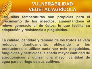 Las altas temperaturas son propicias para el
crecimiento de los insectos, aumentándose el
relevo generacional de éstos, lo que facilita su
adaptación y resistencia a plaguicidas.
La calidad, cantidad y tamaño de los frutos se verá
reducida drásticamente, obligando a los
productores a utilizar cada vez más plaguicidas,
fungicidas y herbicidas, a añadir mayor cantidad de
agroquímicos y utilizar una mayor cantidad de
agua para el riego de sus cultivos.
VULNERABILIDAD
VEGETAL/AGRÍCOLA
 