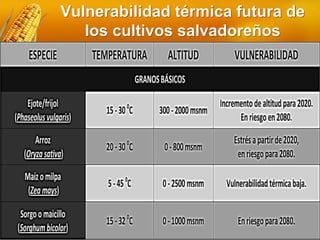 Vulnerabilidad térmica futura de
los cultivos salvadoreños
 