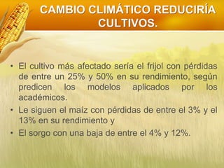 CAMBIO CLIMÁTICO REDUCIRÍA
CULTIVOS.
• El cultivo más afectado sería el frijol con pérdidas
de entre un 25% y 50% en su rendimiento, según
predicen los modelos aplicados por los
académicos.
• Le siguen el maíz con pérdidas de entre el 3% y el
13% en su rendimiento y
• El sorgo con una baja de entre el 4% y 12%.
 