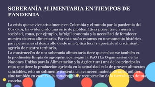 SOBERANÍA ALIMENTARIA EN TIEMPOS DE
PANDEMIA
La crisis que se vive actualmente en Colombia y el mundo por la pandemia del
Covid-19, ha evidenciado una serie de problemáticas presentes en nuestra
sociedad, como, por ejemplo, la frágil economía y la necesidad de fortalecer
nuestro sistema alimentario. Por esta razón estamos en un momento histórico
para pensarnos el desarrollo desde una óptica local y apostarle al crecimiento
agrario de nuestro territorio.
La construcción de una soberanía alimentaria tiene que enfocarse también en
la producción limpia de agroquímicos; según la FAO (La Organización de las
Naciones Unidas para la Alimentación y la Agricultura) uno de los principales
retos que tiene la producción agrícola en la actualidad es la de proveer alimentos
saludables, esto no solamente presenta un avance en materia de salud pública,
sino también en cuanto a la conservación y recuperación de la tierra luego de una
cosecha.
 