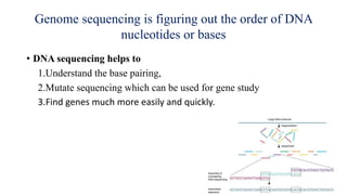 • DNA sequencing helps to
1.Understand the base pairing,
2.Mutate sequencing which can be used for gene study
3.Find genes much more easily and quickly.
Genome sequencing is figuring out the order of DNA
nucleotides or bases
 
