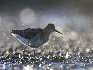 BAJO EL MAR Y SOBRE LA TIERRA
