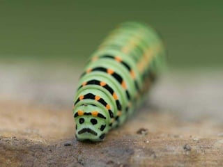 BAJO EL MAR Y SOBRE LA TIERRA