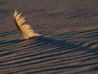 BAJO EL MAR Y SOBRE LA TIERRA
