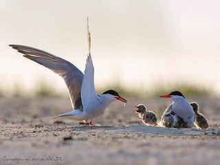 BAJO EL MAR Y SOBRE LA TIERRA