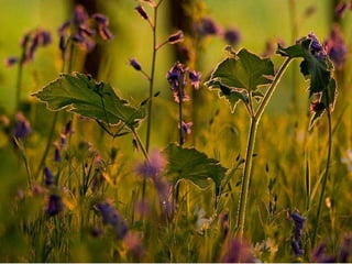 BAJO EL MAR Y SOBRE LA TIERRA