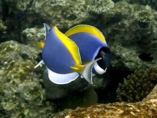 Sob o mar e sobre a terra