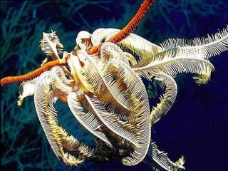 Sob o mar e sobre a terra