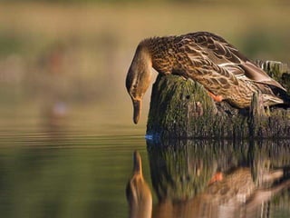 Sob o mar e sobre a terra