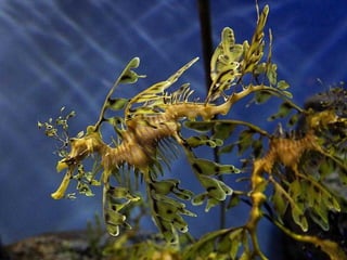 Sob o mar e sobre a terra