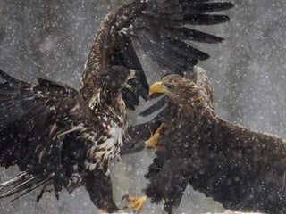 Sob o mar e sobre a terra