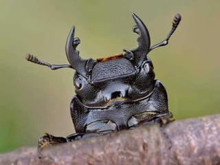 Sob o mar e sobre a terra