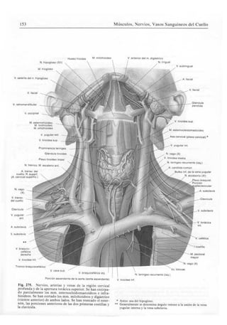 Músculos, Nervios, Vasos Sanguíneosdel Miembro Superior
 