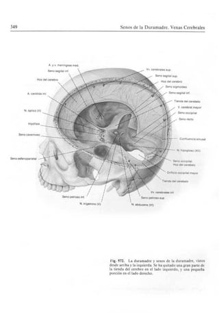 Sobotta atlas de anatomia humana volumen 1