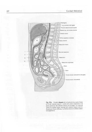 Organos Ccniiales Masculinosy Femeninos
Fl|.363i-b. Fccgnfl»d«lúltroenla
 