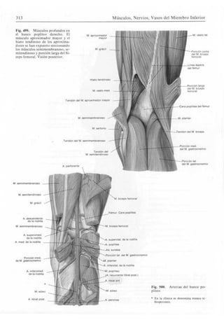 Sobotta atlas de anatomia humana volumen 2