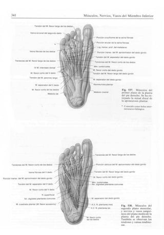 Sobotta atlas de anatomia humana volumen 2