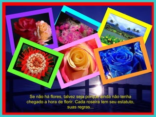 Se não há flores, talvez seja porque ainda não tenha chegado a hora de florir. Cada roseira tem seu estatuto, suas regras... 