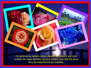 Os jardineiros sabem disso. Amam as flores e por isso cuidam de cada detalhe, porque sabem que não há amor fora da experiência do cuidado. 