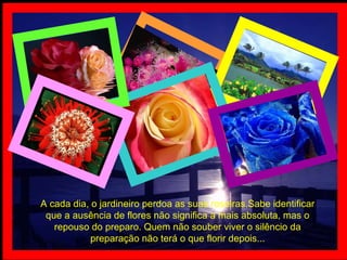 A cada dia, o jardineiro perdoa as suas roseiras.Sabe identificar que a ausência de flores não significa a mais absoluta, mas o repouso do preparo. Quem não souber viver o silêncio da preparação não terá o que florir depois... 