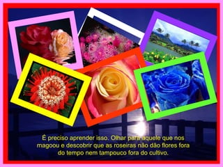 É preciso aprender isso. Olhar para aquele que nos magoou e descobrir que as roseiras não dão flores fora do tempo nem tampouco fora do cultivo. 