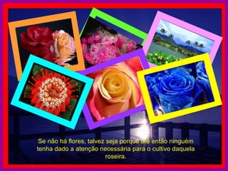 Se não há flores, talvez seja porque até então ninguém tenha dado a atenção necessária para o cultivo daquela roseira. 