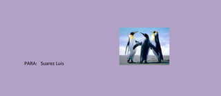 PARA: Suarez Luis
 