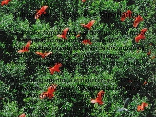 Dimensões Singulares e Superlativas È a maior floresta tropical do mundo e a maior concentração de biodiversidade do planeta.Em sua cobertura verde encontramos uma diversidade de animais, plantas, micróbios, genes, climas, águas, índios, beleza e destruição. O desflorestamento já atingiu cerca de 17% da Amazônia – 700 mil Km2, área equivalente a Minas Gerais, Espírito Santo e Rio somados. 