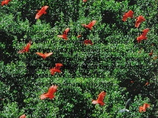 A idéia de que a Amazônia é um único tapete verde, além de equivocada pode causar sério riso a preservação da biodiversidade, sugerindo que uma área igual a outra, e que um desmatamento em Mato Grosso pode ser compensado com uma Unidade de Conservação no Amapá. Não Pode. 