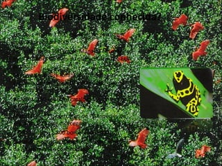 Biodiversidade conhecida? Em seus rios há 2.000 espécies de peixe (em toda a Europa há 200) No entorno de 150 km de Manaus, encontra-se mais espécies de aves do que no Canadá e EUA juntos. Em uma só árvore foram identificadas 95 espécies de formigas: 10 a menos do que existe em toda a Alemanha. Anfíbios: 250 espécies catalogadas, ante 81 da Europa. Mamíferos: 311, com mais de 70 espécies de macacos e 122 de morcegos, 3.000 abelhas, 1.800 borboletas e lagartas. Segundo cientistas somente 10% das espécies da Amazônia são conhecidas. 