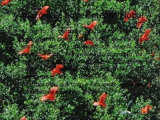 Amazônia e aquecimento global A região é centrada no debate sobre o aquecimento global porque cerca de 75% das emissões de CO2 do Brasil em origem do desmatamento. A novidade: cruzamento de dados indica que a Amazônia tem capacidade para retirar por ano da atmosfera, pela fotossíntese, até 2 bilhões de dióxido de carbono, mais que todo o País emite, cerca de 1,5 bilhão de toneladas.  