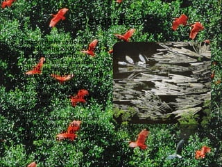 Devastação Embora tenha caído pelo metade entre 2000 e 2006, o desmatamento voltou a crescer no verão amazônico – 14Km2 de florestas foram abaixo no último ano, o que dá um Líbano e meio. No rastro da ação dos madeireiros, a pecuária e a soja chegam no coração da Amazônia. As queimadas para abertura de pastos e áreas de plantio transformam em deserto um corredor de quase 600 km. 