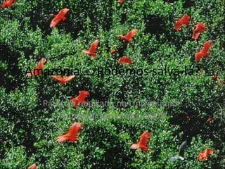 Amazônia ... Podemos salvá-la? Palestra realizada na Universidade Anhembi Morumbi - 2008 