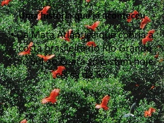 Uma história que já aconteceu Da Mata Atlântica que cobria a costa brasileira do Rio Grande do Sul ao Ceará só restam hoje cerca de 5%.  