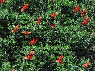 Entre junho e setembro de 2007, o desmatamento da Amazônia aumentou 7,5%  em relação ao mesmo período de 2006  (segundo do DETER – detecção de desmatamento em tempo real – INPE). A maior parte do desmatamento é ilegal, os proprietários de terra podem desmatar até 20% do território, mas derrubam muito mais. Os estados que mais desmatam são o Pará e Mato Grosso. 