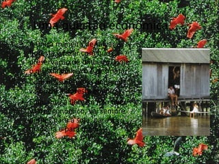 Uma questão econômica .... A única maneira de salvar a floresta é fazer com que a preservação dê dinheiro. Hoje o que dá dinheiro é desmatar.  Com mais pesquisa podemos valorizar a floresta em pé.  Enquanto a floresta não tiver valor econômico, vai sempre perder para a soja, para a madeira e para o boi. 
