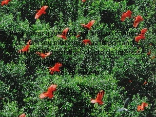 Para salvar a Amazônia é preciso conhecê-la. Com seu mistério e sua importância vital, ela é irresistível objeto de interesse e curiosidade.....  Vamos conhecê-la .... E uma Boa Viagem 