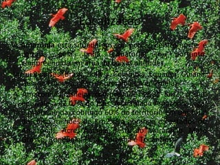 Localização A  Amazônia  está situada em sua porção centro-norte; é cortada pela linha equatorial e, portanto, compreendida em área de baixas altitudes.  Inclui 9 países (Brasil, Bolívia, Colômbia, Equador, Guiana, Guiana Francesa, Peru, Suriname e Venezuela).  A Amazônia brasileira compreende 3.581 Km2, o que equivale a 42,07% do país. A chamada Amazônia Legal é maior ainda, cobrindo 60% do território em um total de cinco milhões de Km2. Ela abrange os estados do Amazonas, Acre, Amapá, oeste do Maranhão, Mato Grosso, Rondônia, Pará, Roraima e Tocantins.  