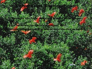 Referências Bibliográficas: O Estado de São Paulo. Amazônia: Grandes Reportagens, 2007. Veja. Amazônia: Um tesouro ameaçado, 1997. Revista Terra. Amazônia, a vida na maior floresta do mundo. 1996. 